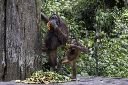 Orangutanes alimentándose en la reserva Sepilok, cerca de la ciudad de Sandakan