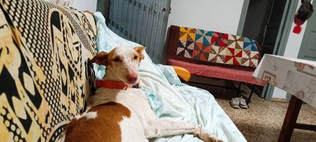 La bondad de personas anónimas fue clave para reunir de nuevo a las peludas con su familia