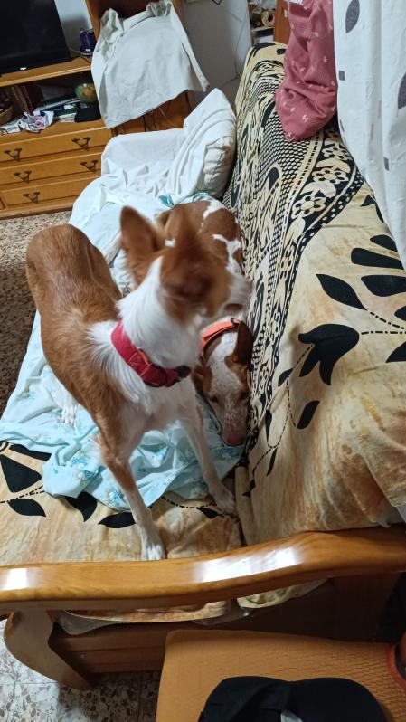 Ana, su dueña, celebra emocionada el regreso de Linda tras el reciente reencuentro con Nala.