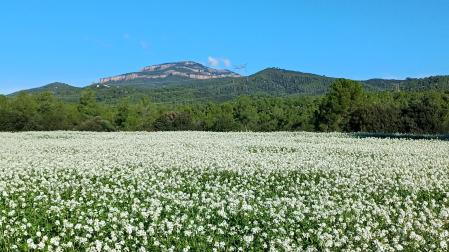 Campos florecidos en Terrassa.