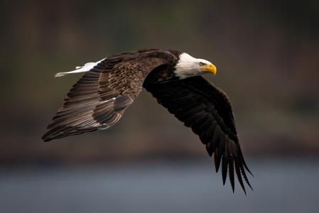 Ave diurna de plumaje marrón oscuro y negro, salpicado de blanco o amarillo, alcanza casi tres metros de envergadura