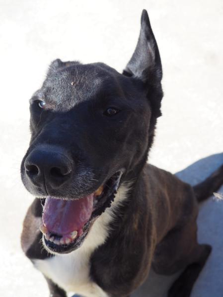 Eco, un adorable peludo con orejas caídas que está buscando un hogar