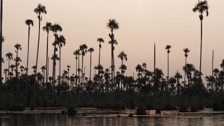 Palmeras con guacamayos al atardecer.