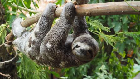 Gran variedad de fauna en Puerto Maldonado.