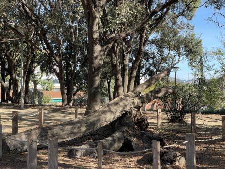 Este refugio de biodiversidad se ha creado con el tronco de una encina centenaria que había en la entrada del Parque y que debió cortarse porque tenía una enfermedad. Una segunda oportunidad para acoger vida una vez cortado, ya que podrán vivir hongos, insectos, arácnidos, (arañas, escorpiones, garrapatas), reptiles e incluso algún pequeño mamífero. Se pueden observar diferentes especies de abejas, larvas de escarabajos, ciempiés… representa un muy buen recurso educativo para el estudio de la biodiversidad.
