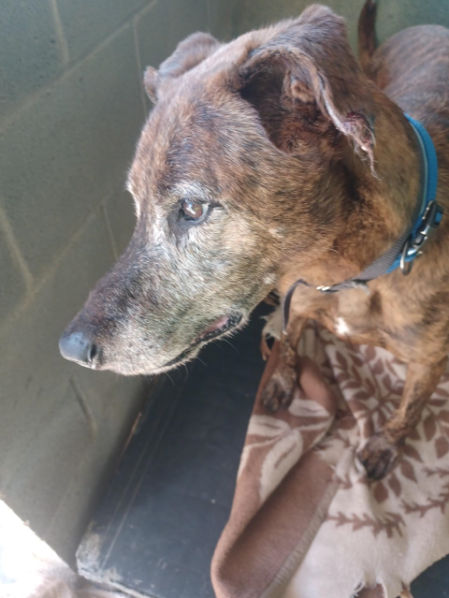 Este valiente peludo merece encontrar una familia que le ayude a dejar atrás sus miedos