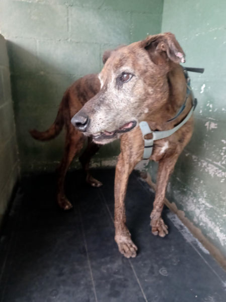 Gracias al cuidado y cariño de cuidadores y voluntarios, sus heridas, tanto físicas como emocionales, han comenzado a sanar