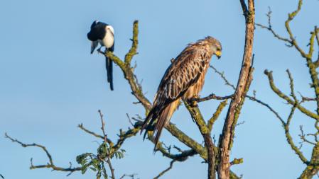 Convivencia en el árbol.