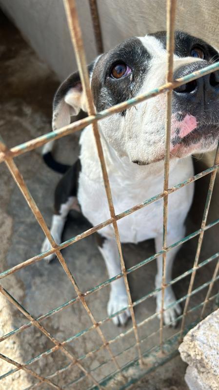 Daisy, una perrita increíble que ha pasado por momentos muy duros