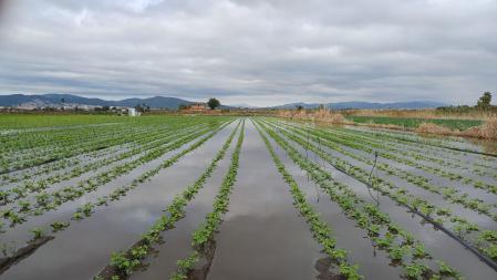 Campos inundados en Gavà.