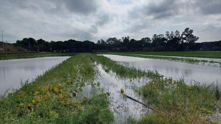 Campos inundados en Gavà.