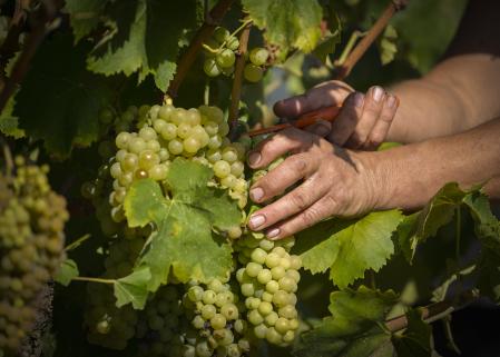 Vendimia en Juvé&Camps