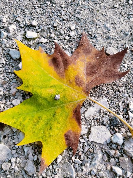 Otoño en el parque de El Retiro.