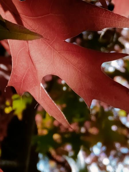 Otoño en el parque de El Retiro.