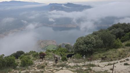 Rebaño de altura en el pantano de Sau.