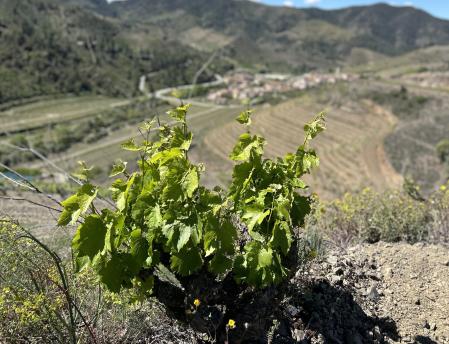 Vieja vid de Sangenís i Vaqué con Porrera al fondo