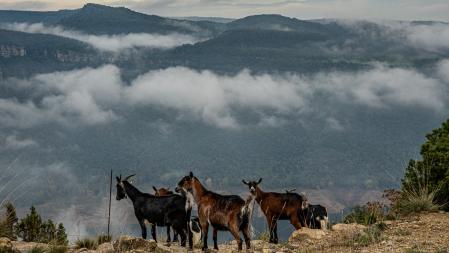 Rebaños en el pantano de Sau.