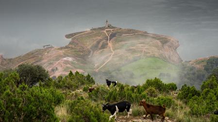Rebaños en el pantano de Sau.
