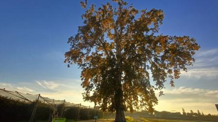 El platanero monumental de Vila-sana.