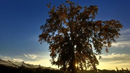 El platanero monumental de Vila-sana.