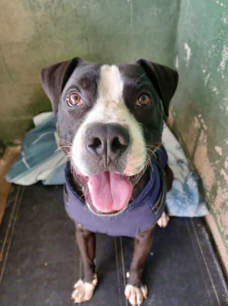 Le encantan las caricias y disfruta muchísimo con juegos olfativos, ya que es un perro muy inteligente