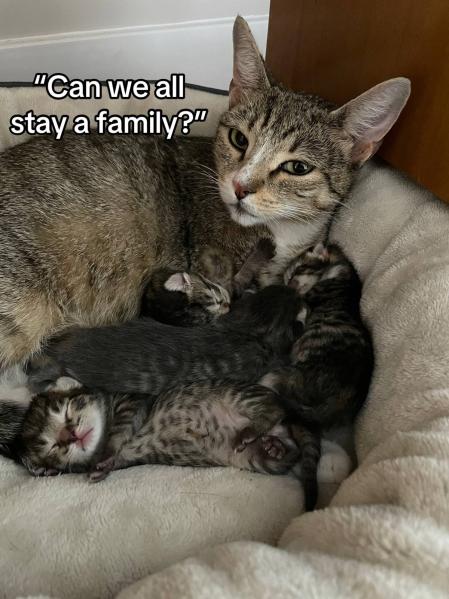 La gatita quiso quedarse en la casa