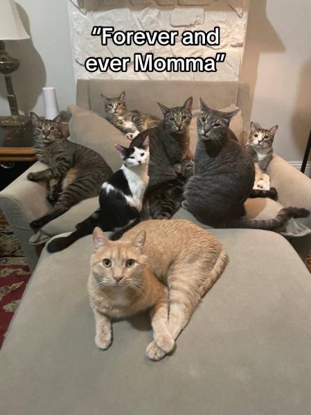 Toda la camada de Frances