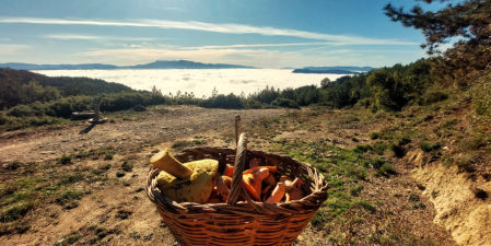 Cesto bien lleno de setas.