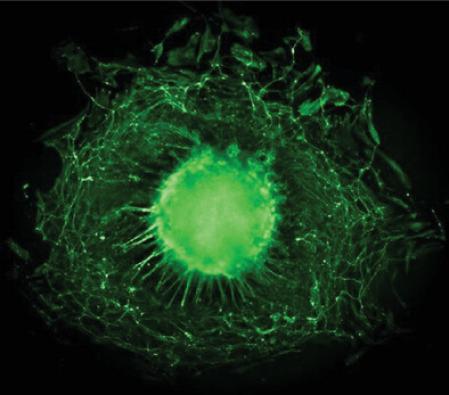 Nuevo estudio del MIT