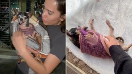 La emotiva manera que tiene una chihuahua de contar cómo fue su último día con vida: 