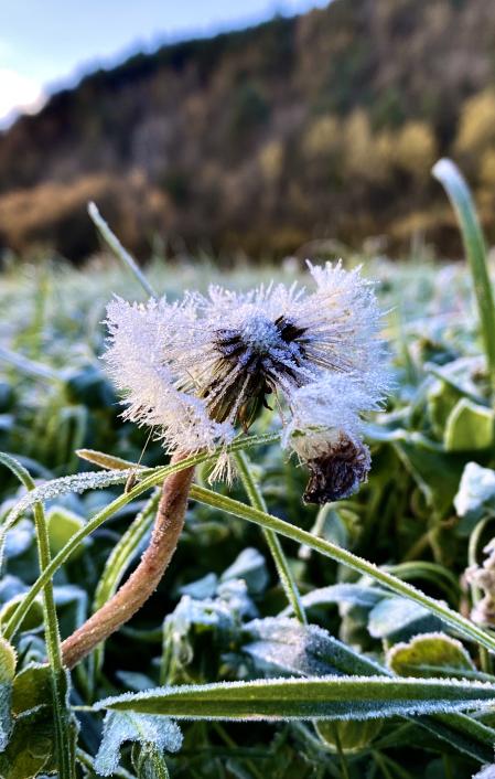 Helada en Campdevànol.