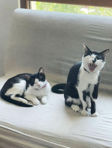 Los gatos son mejores amigos.