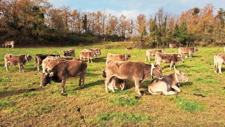 Ganado pastando en la ruta del Bolet de Toia.