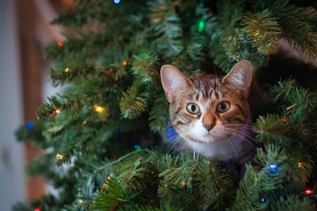 Algunos gatos se sienten atraídos por los árboles de Navidad y sus decoraciones, incluso intentan treparlos.