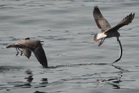 La perseguidora se aproxima rápidamente aprovechándose de que su rival no puede volar tan rápido dado el enorme peso del pez aguja, que le impide además, mantener el cuello erguido.