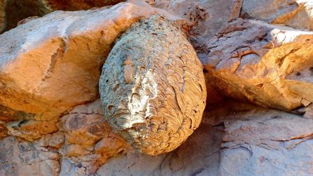 Gran colmena de avispa asiática en Sant Llorenç del Munt.