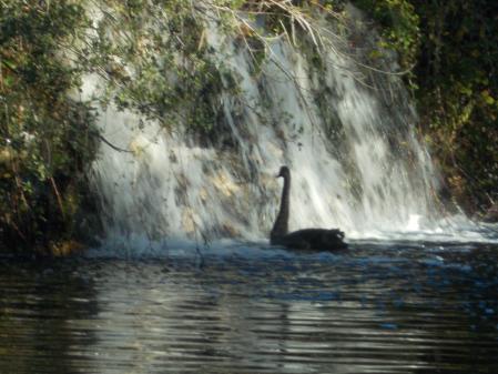 El cisne negro del parque madrileño del Capricho.