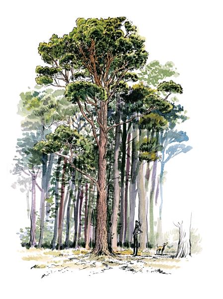 Fred Bernard y Benjamin Flao condensan la obra de Wohlleben