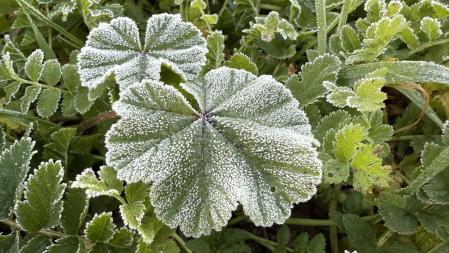 Detalle de la helada en Palafrugell.