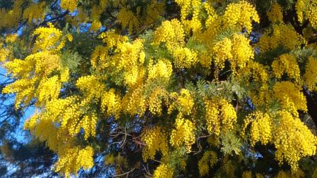 Mimosas florecidas en diciembre en Matadepera.