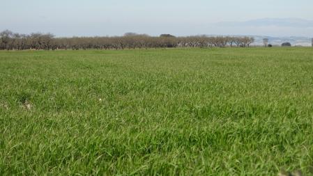 Reto visual: ¿Eres capaz de encontrar a los tres corzos de la imagen?