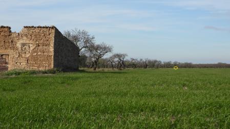 Solución al Reto visual de los corzos.