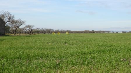 Solución al Reto visual de los tres corzos.
