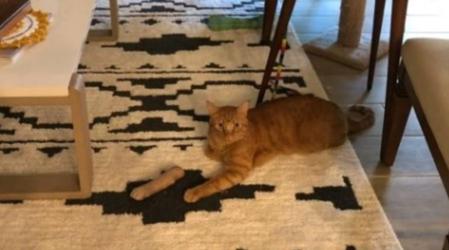 El gato está sentado sobre su propia pata