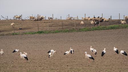 Las ovejas amigas de las cigüeñas.