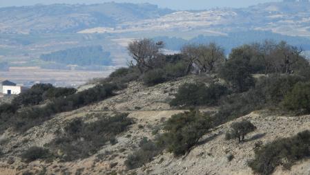 Reto visual: ¿Eres capaz de ver dónde está la aguililla?