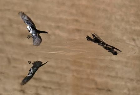 Lavandera blanca sobrevolando el agua del pantano de Vallvidrera.