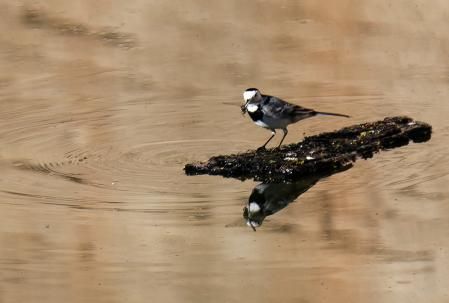 Empieza a “masticar