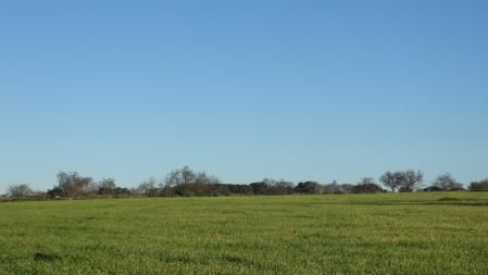 Solución al Reto visual del busardo ratonero.