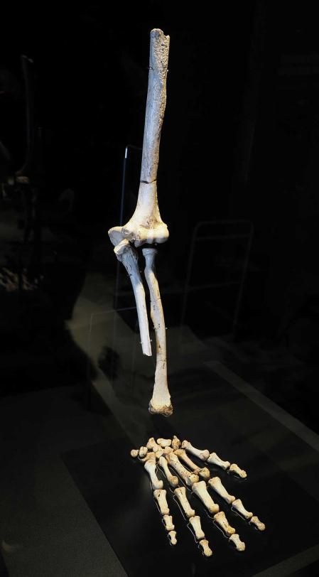 Brazo, Sima de los Huesos